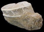 Fossil Shark Vertebrae In Matrix - Eocene #38455-1